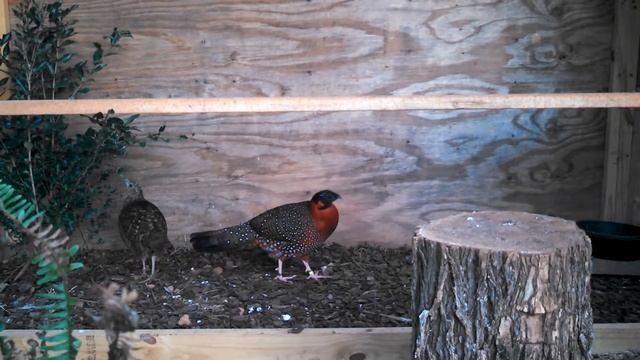 Satyr Tragopan Pheasant At Enchanted Birds