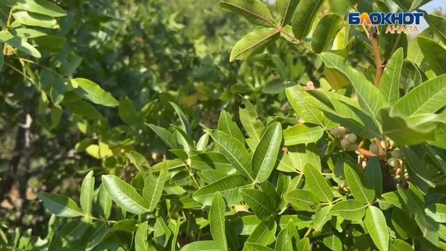 Уникальная долгожительница: туполистная фисташка растёт на прибрежных склонах Анапы смотреть онлайн