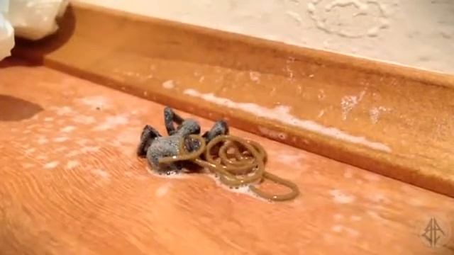 Глист в пауке смотреть онлайн