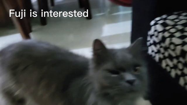 Introducing all my cats! смотреть онлайн