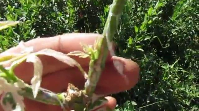 КЛЕН. Контроль прививок клена ясенелистного. Часть 2.