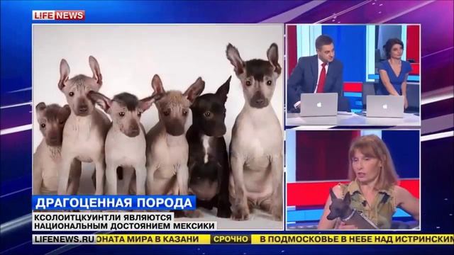 Ксоло на Live News (питомник Хармекс) смотреть онлайн