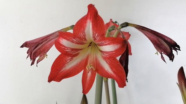 como polinizar hippeastrum hibridacion y semillas de amarillis CHUYITO JARDINERO смотреть онлайн