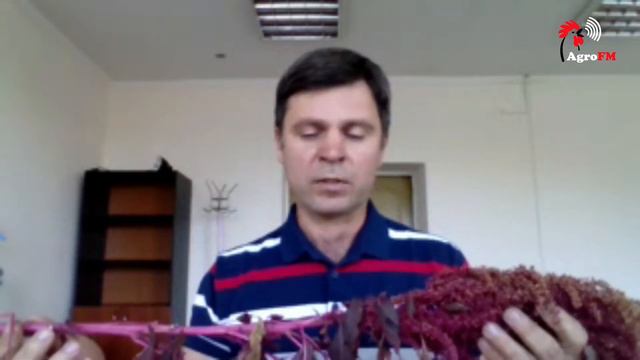 РАНКОВА КАВА: Олександр ДУДА, голова Асоціації виробників амаранту та амарантової продукції смотреть онлайн
