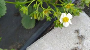 Обзор цветения клубники Вивара