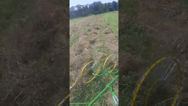 Ворошение суданки граблями 