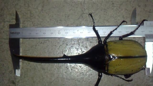 HD 165mm Giant Dynastes hercules hercules from Kingdom of Beetle Taiwan (Origin : Guadeloupe ) смотреть онлайн