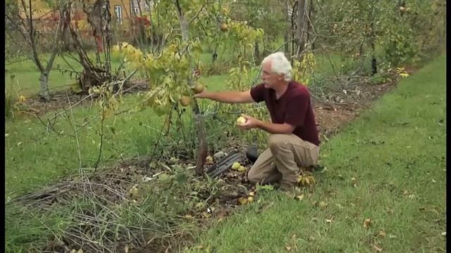 Пермакультурный  сад Собковиака 05