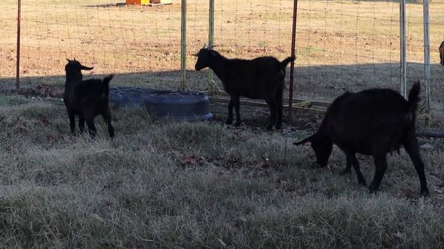 Time To Move The Goats To A New Pasture! Pasture Rotation смотреть онлайн
