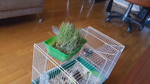 Домашний бурундук: выбор клетки (Chipmunk at home: how to choose a cage) смотреть онлайн