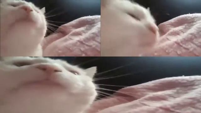 белый кот флексит под mii chanel music