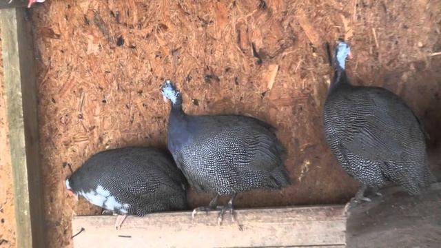 Сколько варить цесариные яйца? смотреть онлайн