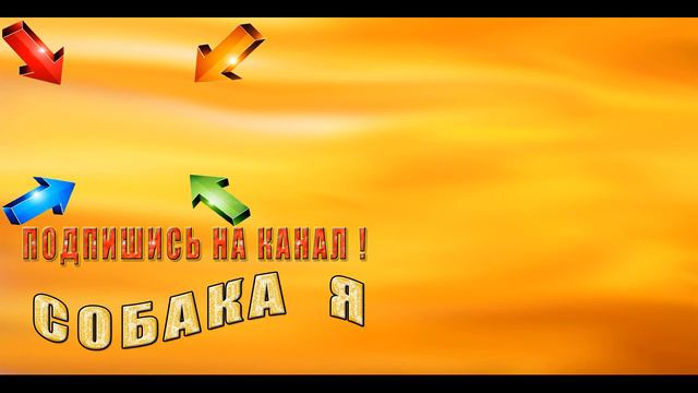Собака ходит на двух лапах | Чипа маленький попрашайка смотреть онлайн