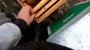 СЛАБАЯ СЕМЬЯ ПЧЁЛ ПОСЛЕ ЗИМОВКИ/КАК ПОМОЧЬ, ЧТО ДЕЛАТЬ/ПЕРВЫЕ ВЕСЕННИЕ РАБОТЫ НА ПАСЕКЕ ПОСЛЕ ОБЛЁТ