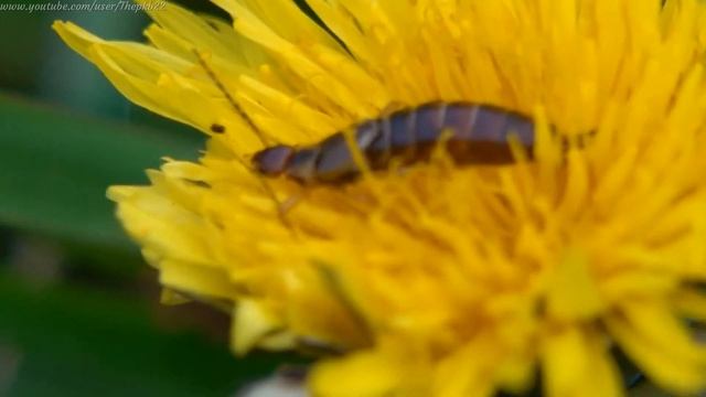 Common Earwig (Forficula auricularia) - Brighton, May 2021 смотреть онлайн