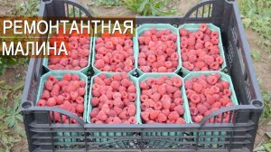 Ремонтантная малина. Бизнес. Ягодная ферма Kotkov s Farm