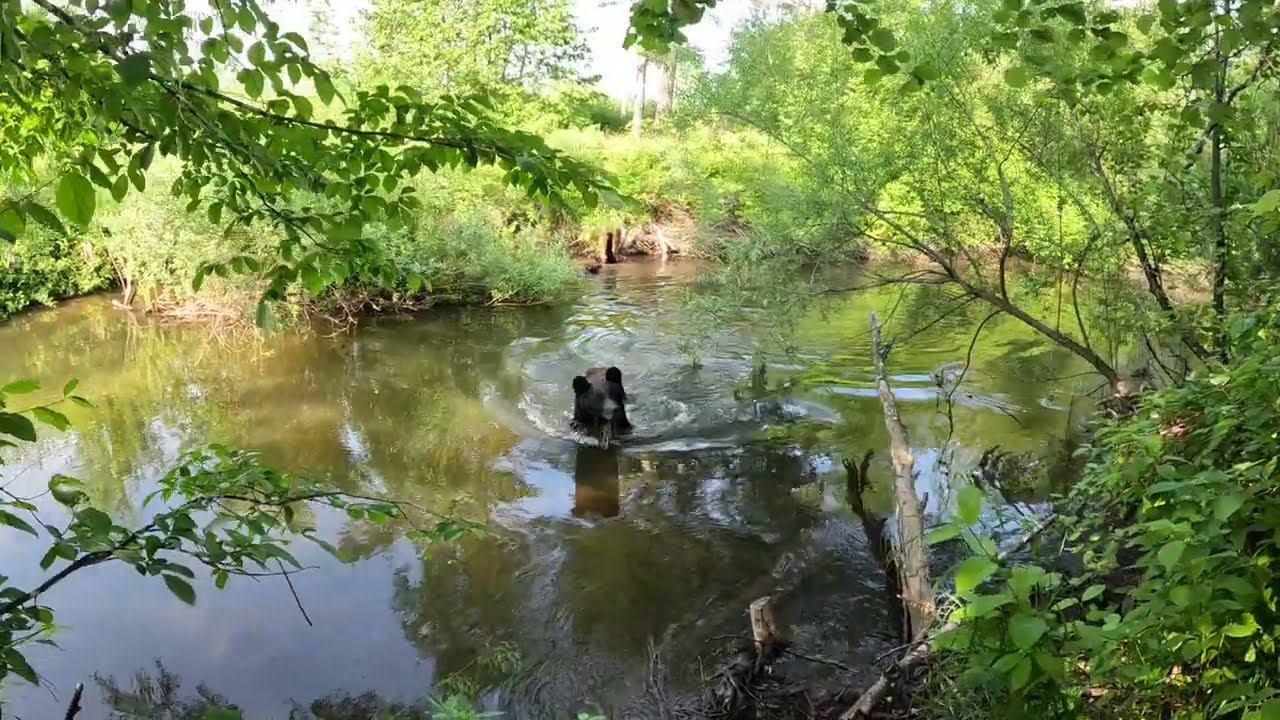 Медведица ждёт медвежонка. смотреть онлайн