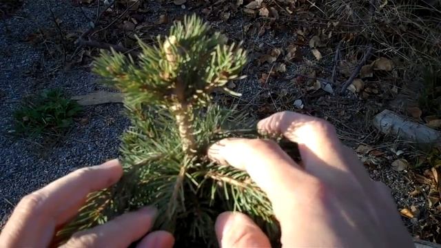 How to Create a Christmas Tree Bonsai Part 2 Dwarf Alberta Spruce.mp4 смотреть онлайн