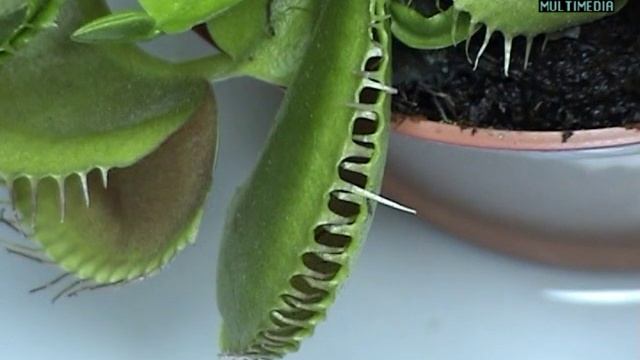 Dionaea Muscípula Cazando Mosca.mpg