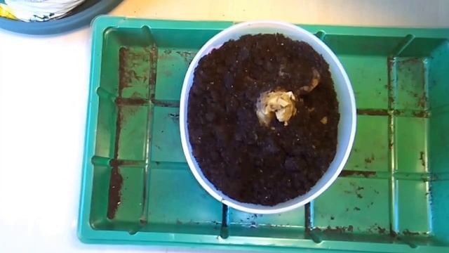 Кливия. Посадка Кливии. (видео от 23 сентября 2016 г.) смотреть онлайн