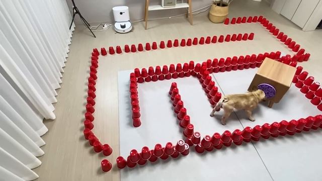 Testing My Dogs Intelligence | Male vs Female Dog смотреть онлайн