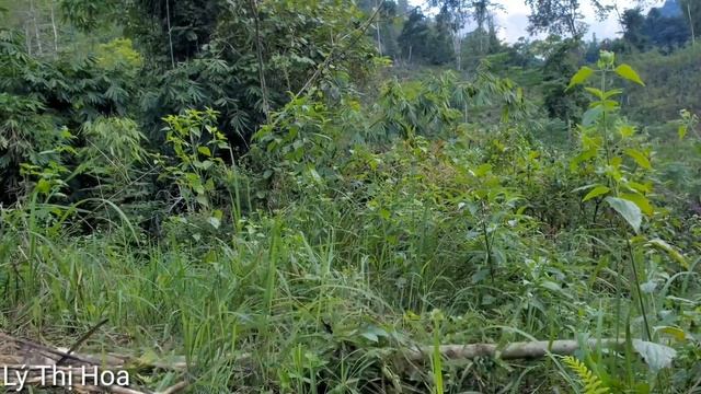 FULL VIDEO 150 days Build a house in the forest, survive in the forest смотреть онлайн