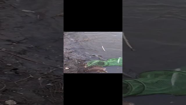 export_1137778741580983488.mp4 смотреть онлайн