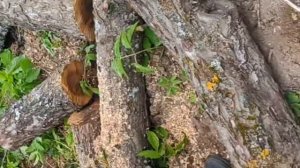 бензопила Champion 251