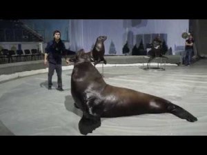 «Легенды Цирка с Эдгардом Запашным» - №41 - Династия Тимченко