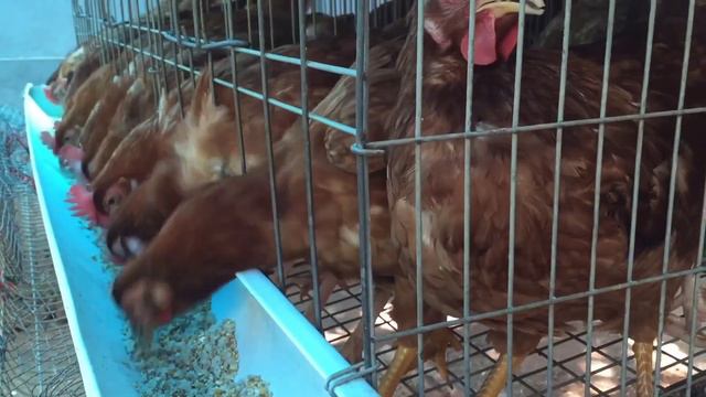 BV 380 #koli farming in Karnataka || sold out || BV 380 , смотреть онлайн