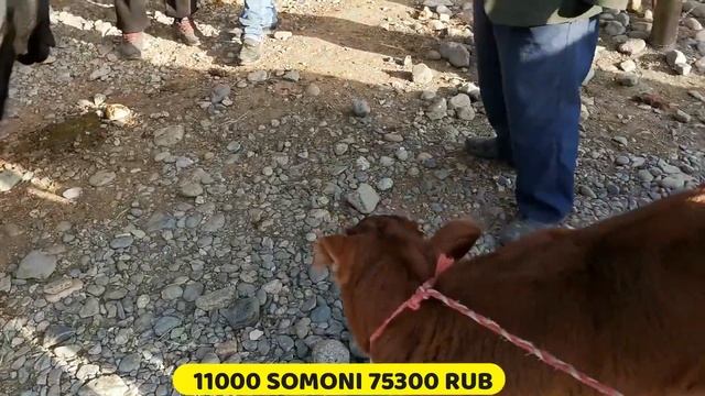 МОЛБОЗОРИ ПАХТАОБОД НАРХИ ГОВИ ШИРТЕ ширдор 31.05.2020 не пропустите смотреть онлайн
