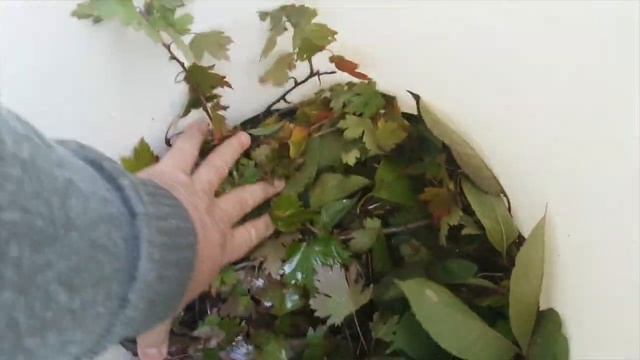 Закваска Арбузов на Зиму! Секретный Рецепт! смотреть онлайн