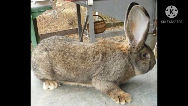 Кролики породы #фландр смотреть онлайн