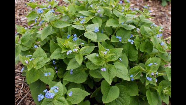 БРУННЕРА, или НЕЗАБУДОЧНИК (BRUNNERA) сем. Бурачниковые смотреть онлайн