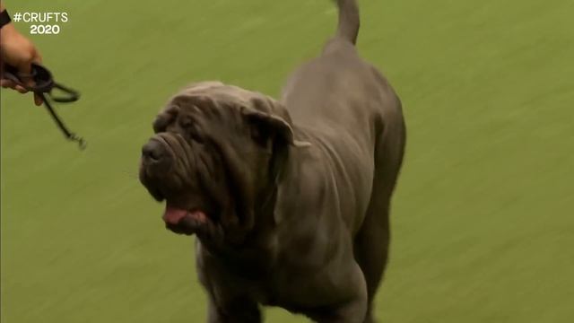 Working Group Judging | Crufts 2020 смотреть онлайн