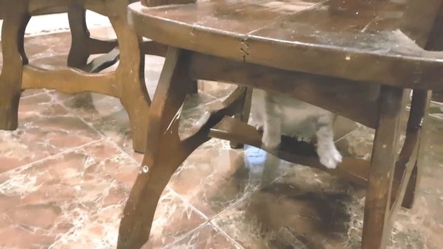 Котенок Макс VS щенок Алиса. РЕАКЦИЯ СОБАКИ НА КОТА смотреть онлайн