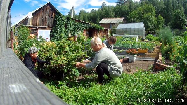 Собираем чёрную смородину в саду. смотреть онлайн