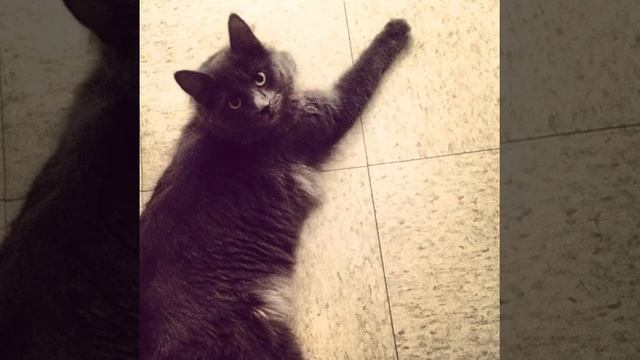 ? #котенок #настроение #fun #tired #animals #animal #pet #dog #cat #box #cats #photooftheday #cut