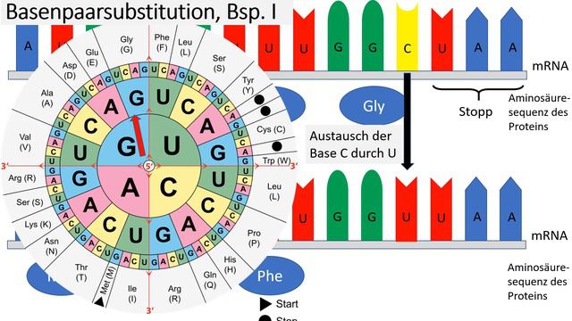 Genmutationen [1/3] (Punktmutationen: Insertion, Substitution, Deletion) - Genetik, Oberstufe смотреть онлайн