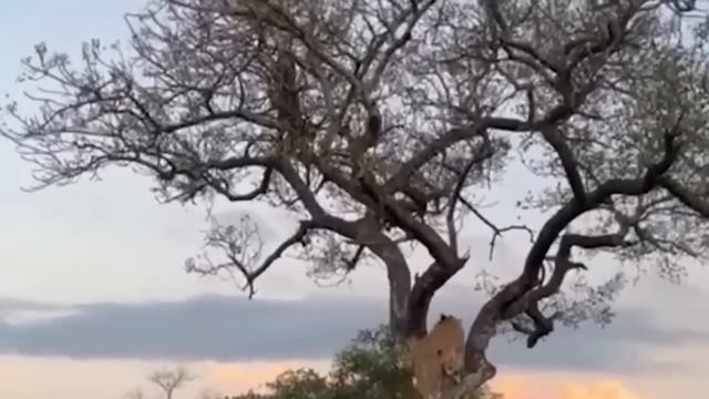 Aghast! Flock of Crazy Crocodiles Attack & Slaughter Lions To Prove Who's the King of the Swamp смотреть онлайн