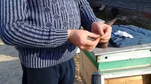 ?Весенняя обработка пчел от клеща варроа 2023