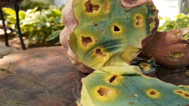 A Blue Staining Bolete (Boletus rubroflammeus... I think) Pt 3 смотреть онлайн