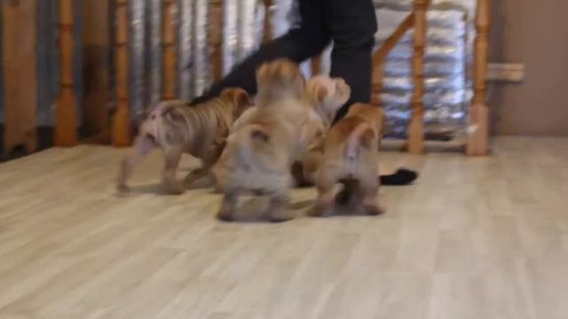 Chernyi Chizh Shar Pei puppies смотреть онлайн