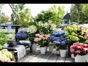 Горшечный сад в ландшафтном дизайне