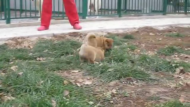 щенки Сиба. питомник Снежный Ангел. смотреть онлайн