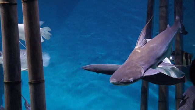 Рыбы разных пород водные жители Fish of different species of water inhabitants смотреть онлайн