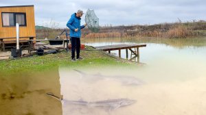 ОХОТИЛСЯ на ФОРЕЛЬ, а поймал ОСЕТРА в кадр в своём пруду. Баня сломалась. Выращивание осетра