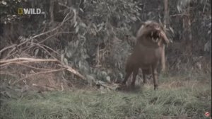 топ животных которые жили на земле 250,мил, лет  назад