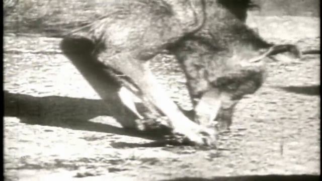 Tasmania Island | Kangaroos & Dingoes смотреть онлайн