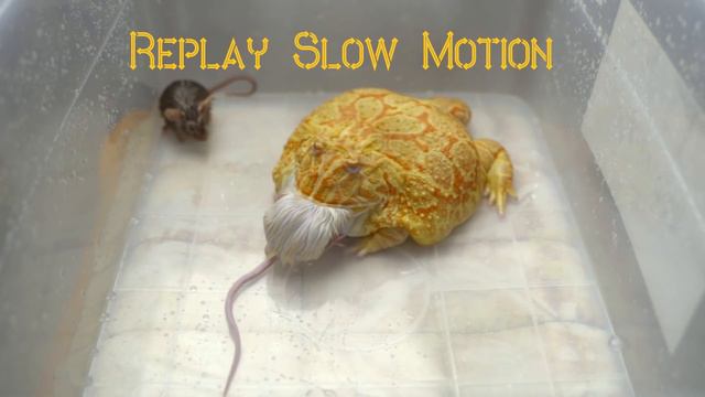 Pacman frog eats adult mice! WARNING LIVE FEEDING!! смотреть онлайн